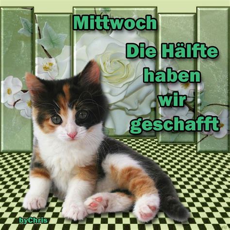 guten morgen schönen mittwoch|mittwoch morgen gruesse mit katzen.